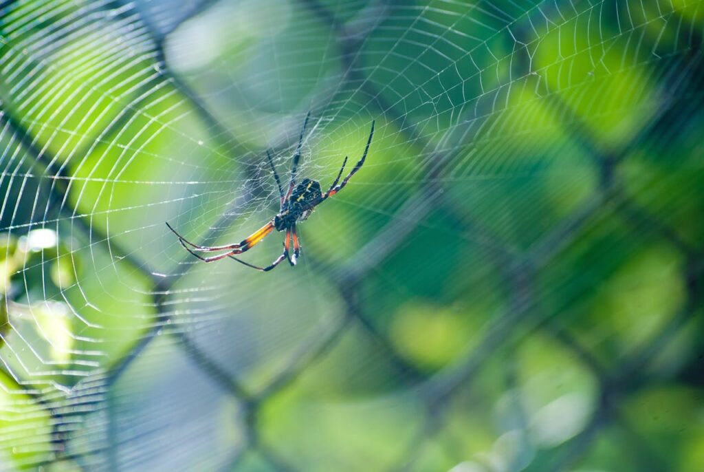 where on shaiya to find aracky spiders
